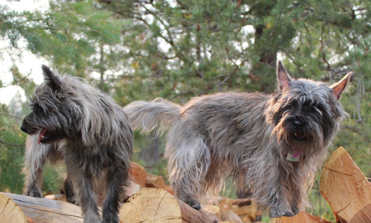 Rdrr Cairn Terriers Home